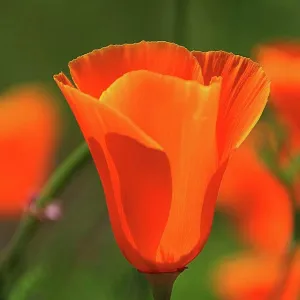 Close-up of a poppy flower Close-up of a poppy flower
