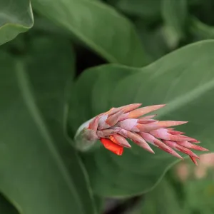 Close-up of a vibrant canna flower bud with lush green foliage Close-up of a vibrant canna flower bud with lush green foliage