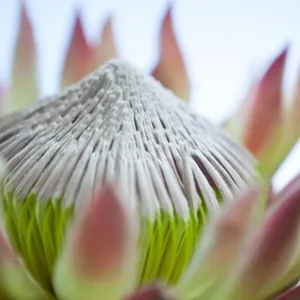Close-up of a water lily flower Close-up of a water lily flower