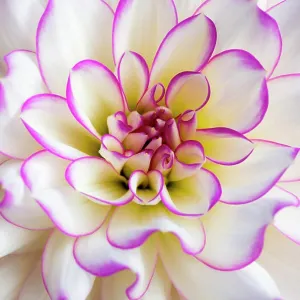 Close up of a white and pink Dahlia flower Close up of a white and pink Dahlia flower