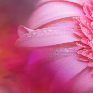Colorful close-up macro waterdrops on hot pink flower petals Colorful close-up macro waterdrops on hot pink flower petals