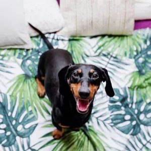Cute Dachshund dog on bed at home Cute Dachshund dog on bed at home