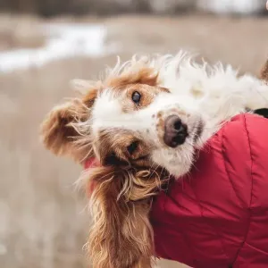 Cute dog chilling in the hands of man, winter scene