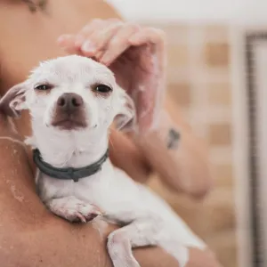 cute portrait of small white dog in bath with soap in arms cute portrait of small white dog in bath with soap in arms