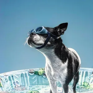 Dog In Pool Dog In Pool