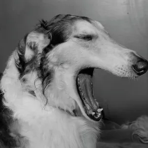 Dog yawning Dog yawning