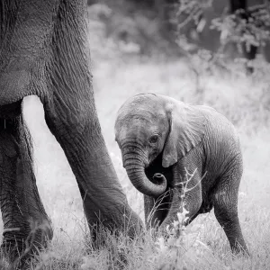An elephant calf, Loxodonta africana, stands behind its mother's legs, curls its trunk in, in black and white An elephant calf, Loxodonta africana, stands behind its mother's legs, curls its trunk in, in black and white