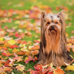 Fall color leaves and little dog Fall color leaves and little dog