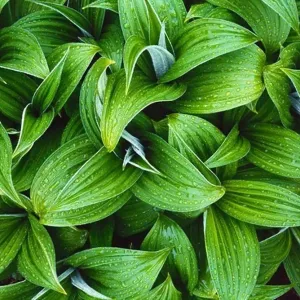 False Hellebore; Veratrum viride; Turquoise-Telaquana Plateau; Lake Clark National Park; Alaska