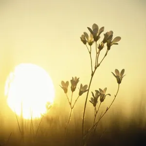 Flowers with sun in background, close-up Flowers with sun in background, close-up