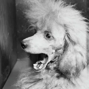 French Poodle French Poodle