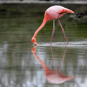 Galapagos Flamingo, (Phoenicopterus ruber glyphorhynchus), Galapagos Islands, Ecuador, adult, in water, feeding Galapagos Flamingo, (Phoenicopterus ruber glyphorhynchus), Galapagos Islands, Ecuador, adult, in water, feeding