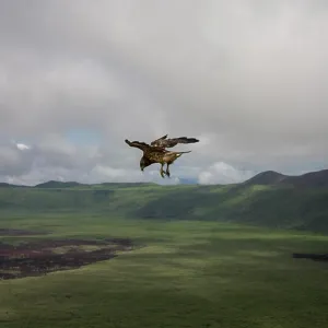 A Galapagos hawk takes flight over the caldera of Alcedo Volcano on Isabella Island in the Galapagos Islands A Galapagos hawk takes flight over the caldera of Alcedo Volcano on Isabella Island in the Galapagos Islands