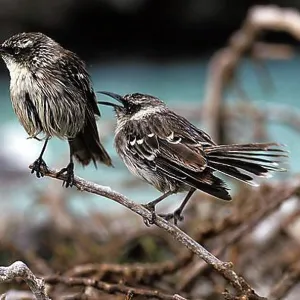Galapagos Mockingbird (nesomimus parvulus), Galapagos islands Galapagos Mockingbird (nesomimus parvulus), Galapagos islands