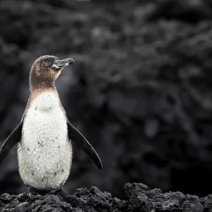 Galapagos penguin (Spheniscus mendiculus), Isabela Island, Galapagos Galapagos penguin (Spheniscus mendiculus), Isabela Island, Galapagos
