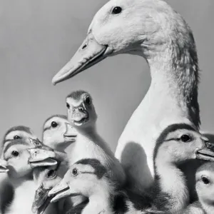 Geese Geese