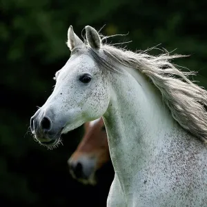 Germany, Baden-Wuerttemberg, Arabian horse, Equus ferus caballus Germany, Baden-Wuerttemberg, Arabian horse, Equus ferus caballus