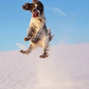 Germany, Bavaria, English Springer Spaniel playing in snow Germany, Bavaria, English Springer Spaniel playing in snow