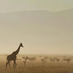 Giraffe at dawn in front of Mt Kenya in Ol Pejeta Conservancy; Laikipia County, Kenya Giraffe at dawn in front of Mt Kenya in Ol Pejeta Conservancy; Laikipia County, Kenya