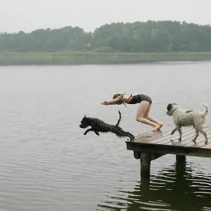 Girl and pet dogs diving into lake from dock Girl and pet dogs diving into lake from dock