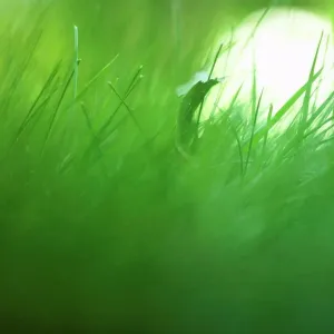 Grass, extreme close up Grass, extreme close up