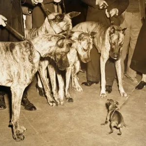 Four Great Danes and a Miniature Pinscher standing face to face, 1937
