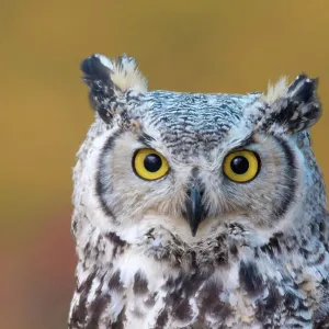 A Great Horned Owl, Bubo virginianus, portrait, near Prince Albert Saskatchewan, Canada A Great Horned Owl, Bubo virginianus, portrait, near Prince Albert Saskatchewan, Canada