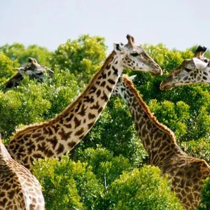 Group of giraffes in a forest, Kenya Group of giraffes in a forest, Kenya
