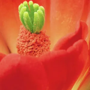 Hedgehog CACTUS Flower - close up Hedgehog CACTUS Flower - close up
