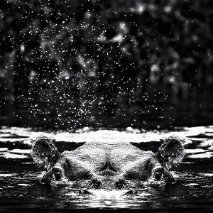 A hippopotamus swimming with just head and ears above water in he Kazinga Channel in Uganda A hippopotamus swimming with just head and ears above water in he Kazinga Channel in Uganda
