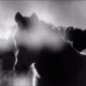 Horse Portrait Horse Portrait