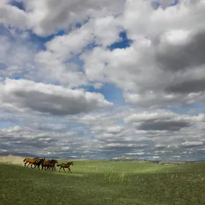 Horses running wild on the historic Gang Ranch in British Columbia, Canada Horses running wild on the historic Gang Ranch in British Columbia, Canada