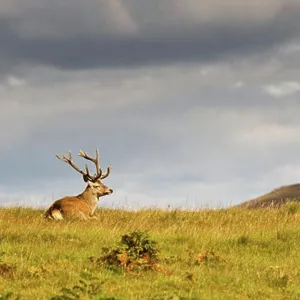 Island of Islay, Scotland; Wild animal resting on a hill Island of Islay, Scotland; Wild animal resting on a hill