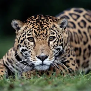 Jaguar Jaguar