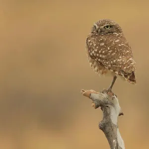 Juvenile Burrowing Owls in Southern California in Their Wild Habitat Juvenile Burrowing Owls in Southern California in Their Wild Habitat