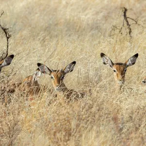 Juvenile Impalas (Aepyceros melampus) laying in the high grass in Samburu National Reserve in Kenya Juvenile Impalas (Aepyceros melampus) laying in the high grass in Samburu National Reserve in Kenya