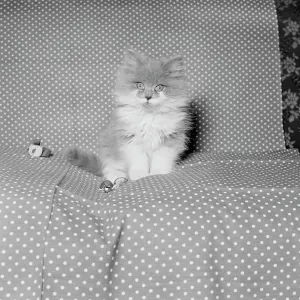 Kitten sitting on coach Kitten sitting on coach