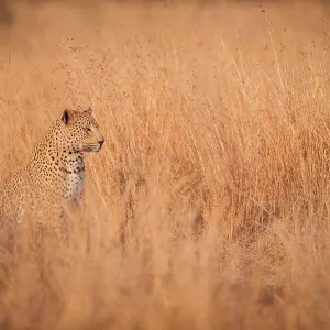 A leopard cub, Panthera pardus, sits and looks away, sitting in long dry yellow-brown grass A leopard cub, Panthera pardus, sits and looks away, sitting in long dry yellow-brown grass