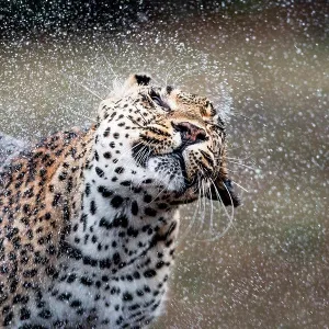 A leopard, Panthera pardus, shakes water off itself, water sprays droplets in the air, wet fur, eyes closed A leopard, Panthera pardus, shakes water off itself, water sprays droplets in the air, wet fur, eyes closed
