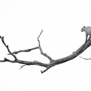 A leopard, Panthera pardus, sits on a dead tree branch, tail hangs down, looking away, in black and white A leopard, Panthera pardus, sits on a dead tree branch, tail hangs down, looking away, in black and white