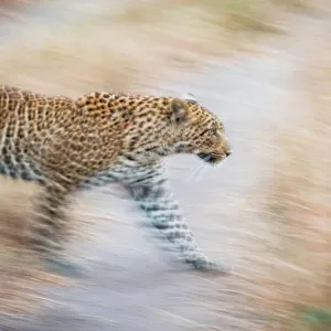 A leopard, Panthera Pardus, walks, looking away, ears back, motion blur A leopard, Panthera Pardus, walks, looking away, ears back, motion blur