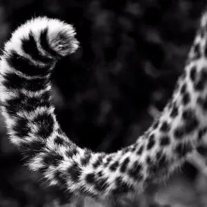 A leopard's tail, Panthera pardus, curled up, dark rosettes on fur, in black and white A leopard's tail, Panthera pardus, curled up, dark rosettes on fur, in black and white