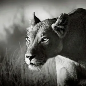 Lioness stalking Lioness stalking