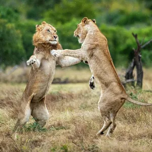 Two lions, Panthera leo, fight each other Two lions, Panthera leo, fight each other