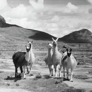 Five llamas standing in a field, Peru (Lama glama) Five llamas standing in a field, Peru (Lama glama)
