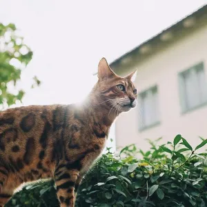 Low angle view of cat standing by plants on sunny day
