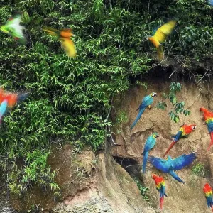 Macaws and green parrots at a claylick on the Tambopata River, Peru