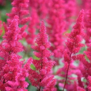 Natural World, Flowers and Foliage, , Close up of astilbe Natural World, Flowers and Foliage, , Close up of astilbe