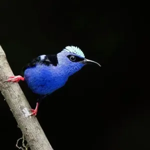Neon blue with red legs - Red-legged honeycreepers