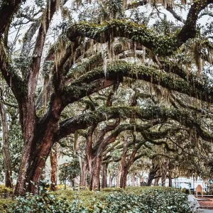 Oak trees and lush spanish moss in Forsyth Park, Savannah, Georgia Oak trees and lush spanish moss in Forsyth Park, Savannah, Georgia